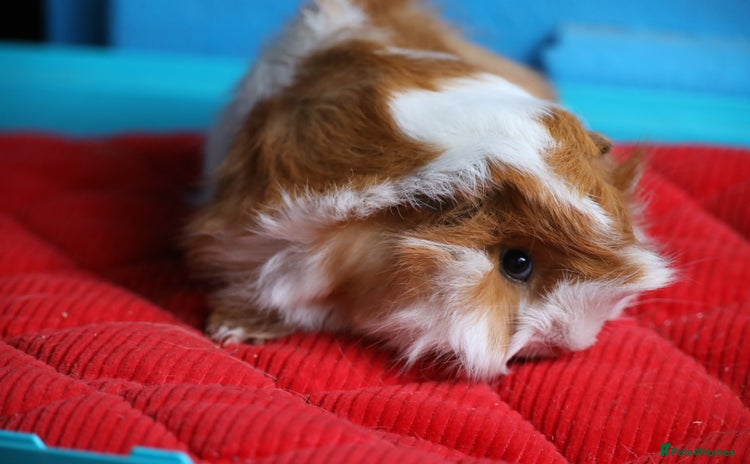 Guinea Pig rodents - Advert 1
