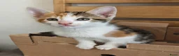 Mixed Breed cats for sale: Female kittens 9 weeks ready to leave  - Advert 10