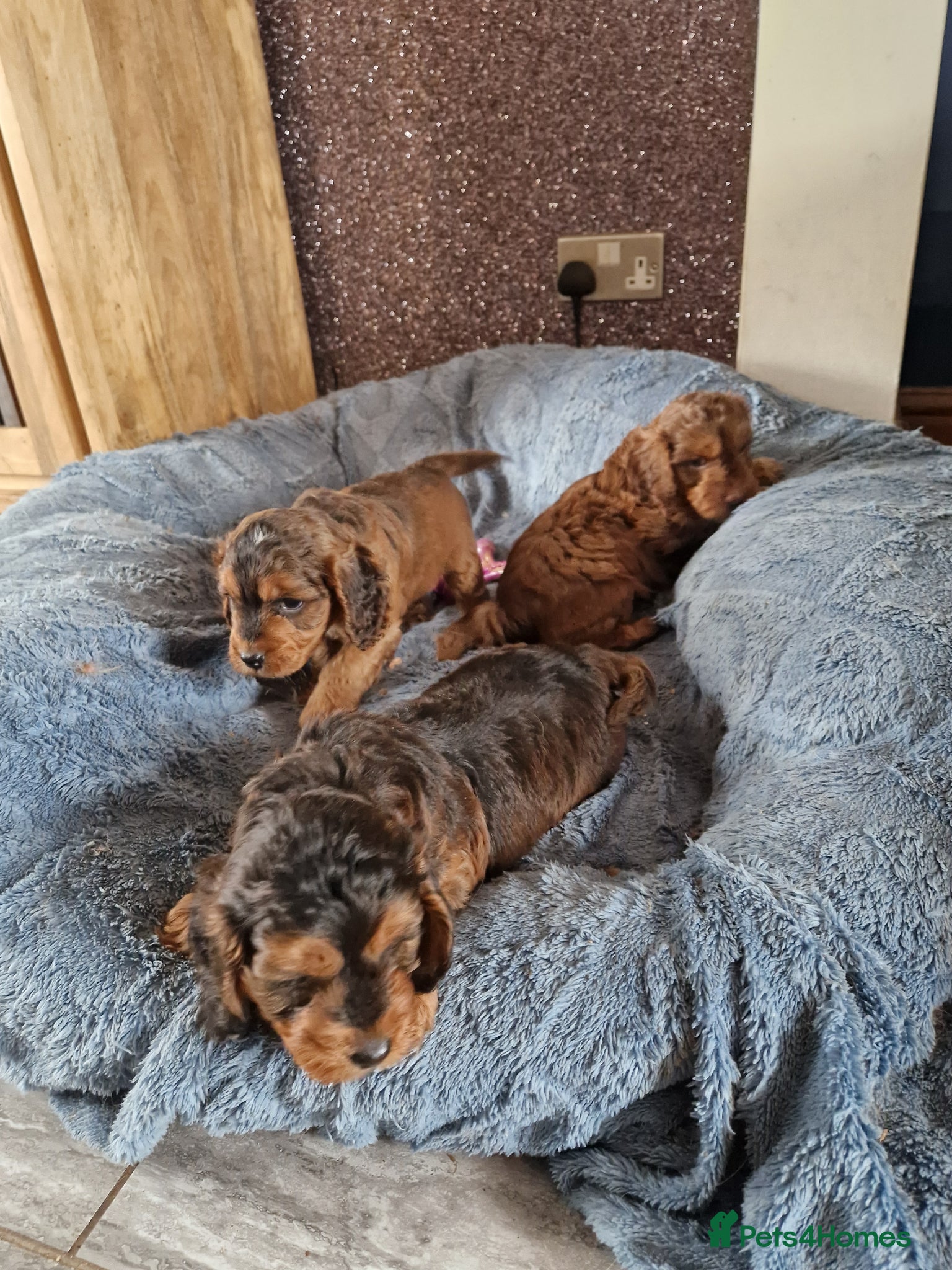 Cockapoo dogs for sale: RED AND SABLE F1 COCKAPOOS FOR SALE - Advert 4