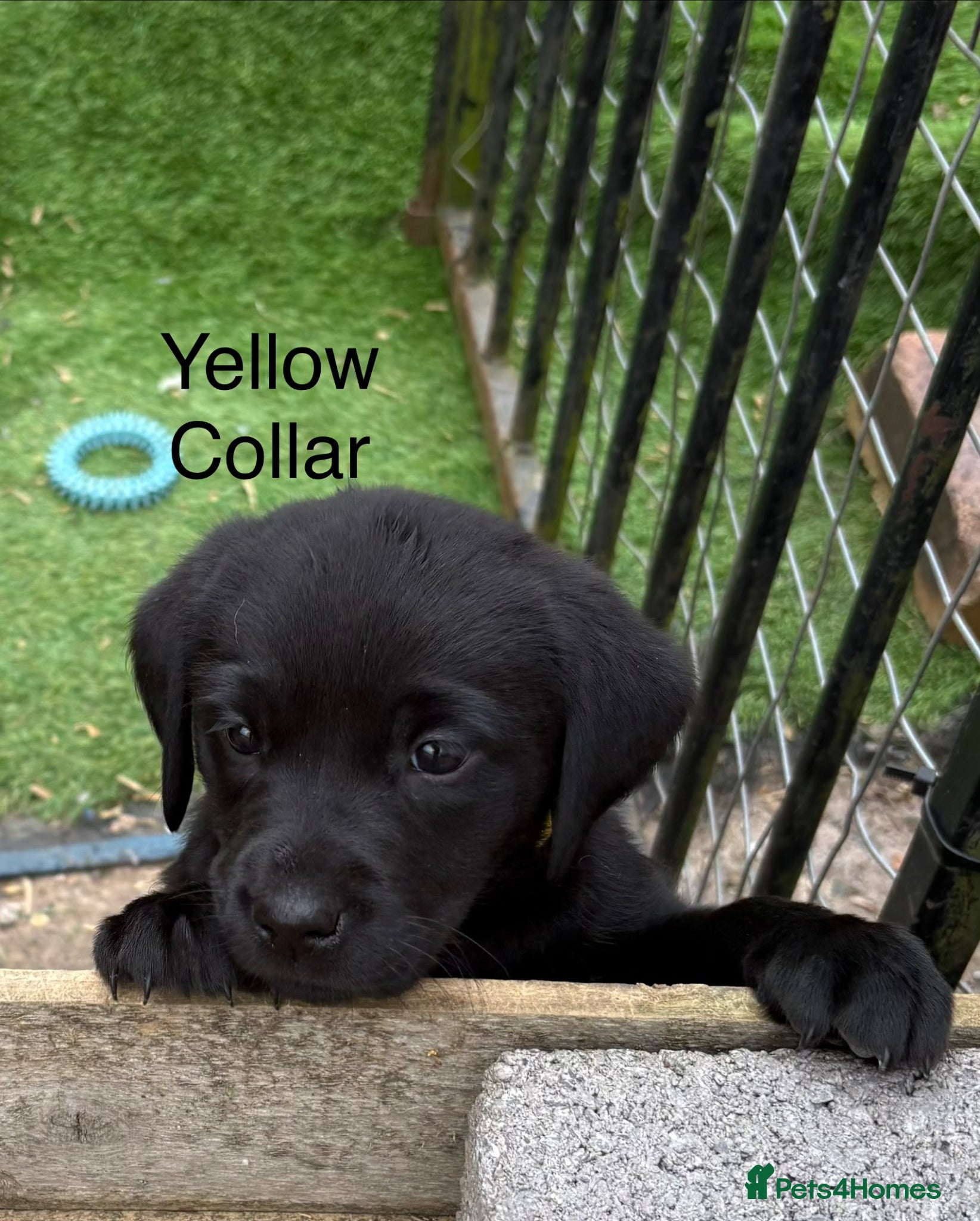 Labrador Retriever dogs Gorgeous Chunky Pedigree Labs - Advert 2