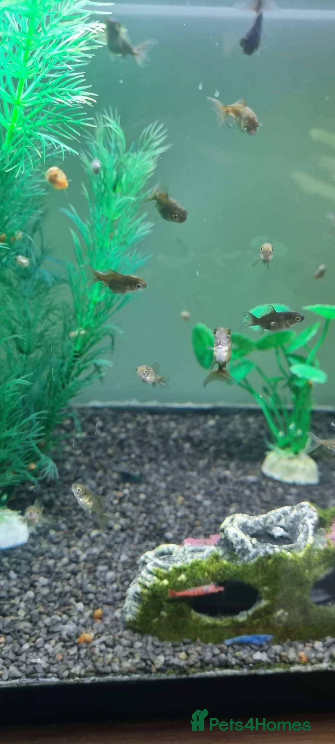 Fancy Goldfish fish for sale: Baby fancy gold fish/black moors in Hounslow - Advert 2