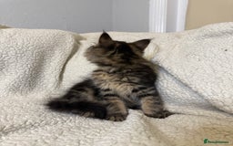 Mixed Breed cats for sale: Stunning Maine Coon x Norwegian Forest Kittens  - Image 13