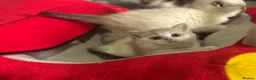 Munchkin cats for sale: Full Pedigree Munchkin Kittens - Advert 18