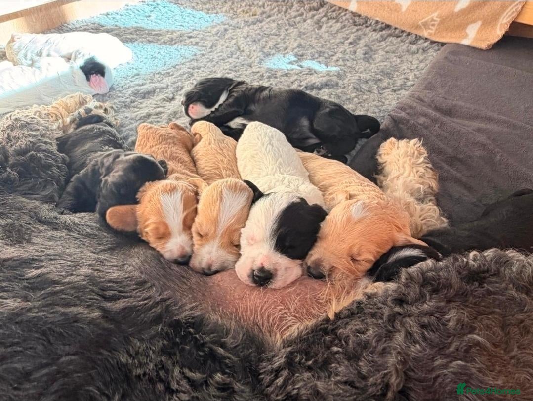 Cockapoo dogs for sale: Precious Cockapoo Puppies - Advert 1