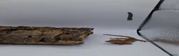 Gecko reptiles for sale: Crested and chahouas geckos - Advert 5