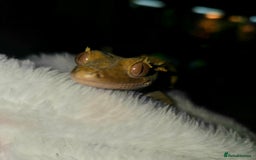 Gecko reptiles for sale: Proven Harlequin Female  - Image 5