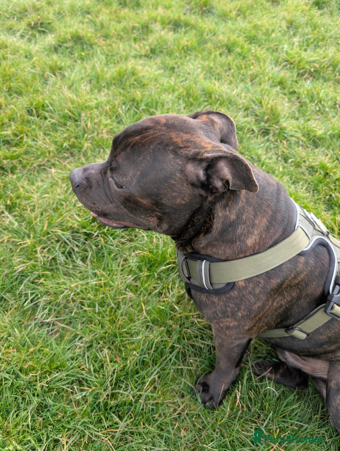 Staffordshire Bull Terrier dogs for stud: Michael Ledwon  in Hull - Image 3