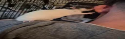 Rat rodents for sale: Rehome Female Dumbo Rats in Chester - Advert 2