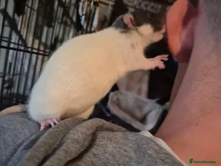 Rat rodents Rehome Female Dumbo Rats - Advert 2