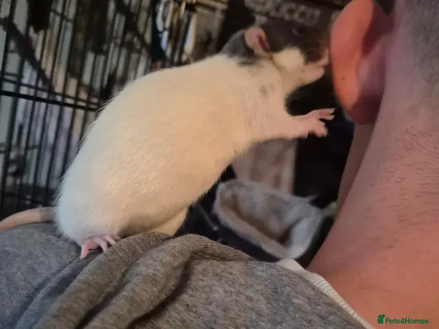 Rat rodents Rehome Female Dumbo Rats - Advert 2