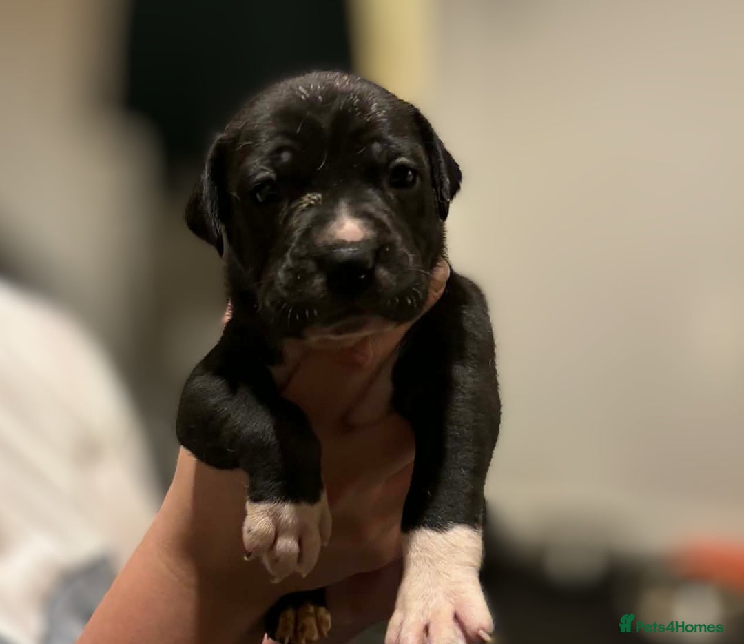 Mixed Breed dogs for sale: Bull cross staffy pups  - Advert 25