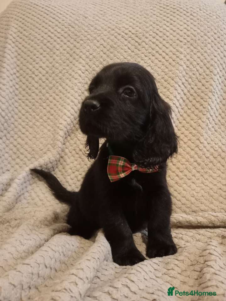 Cockerdor dogs for sale: Here is spencer hes the last boy  in Leek - Advert 12