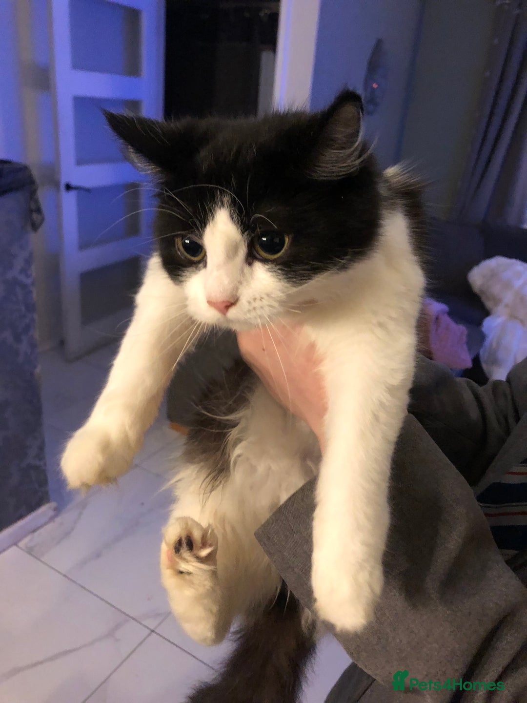 Mixed Breed cats for sale: Female ragdoll cross  - Advert 1