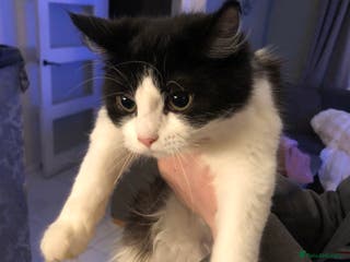 Mixed Breed cats Female ragdoll cross - Advert 1