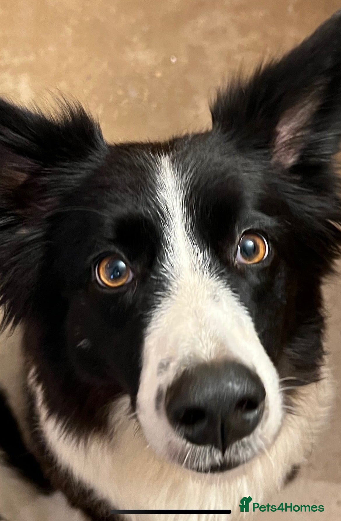 Border Collie dogs 6 gorgeous puppies 2 boys 4 girls  - Advert 2