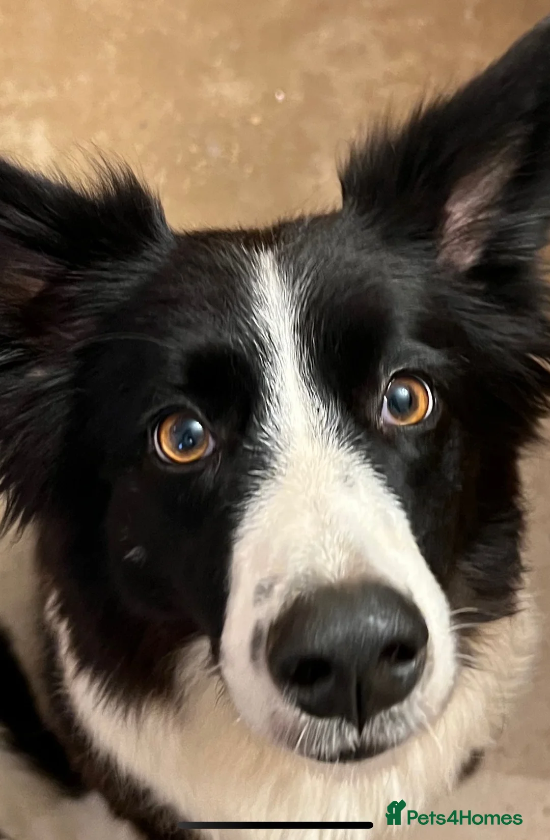 Border Collie dogs for sale: 6 gorgeous puppies 2 boys 4 girls  - Advert 1