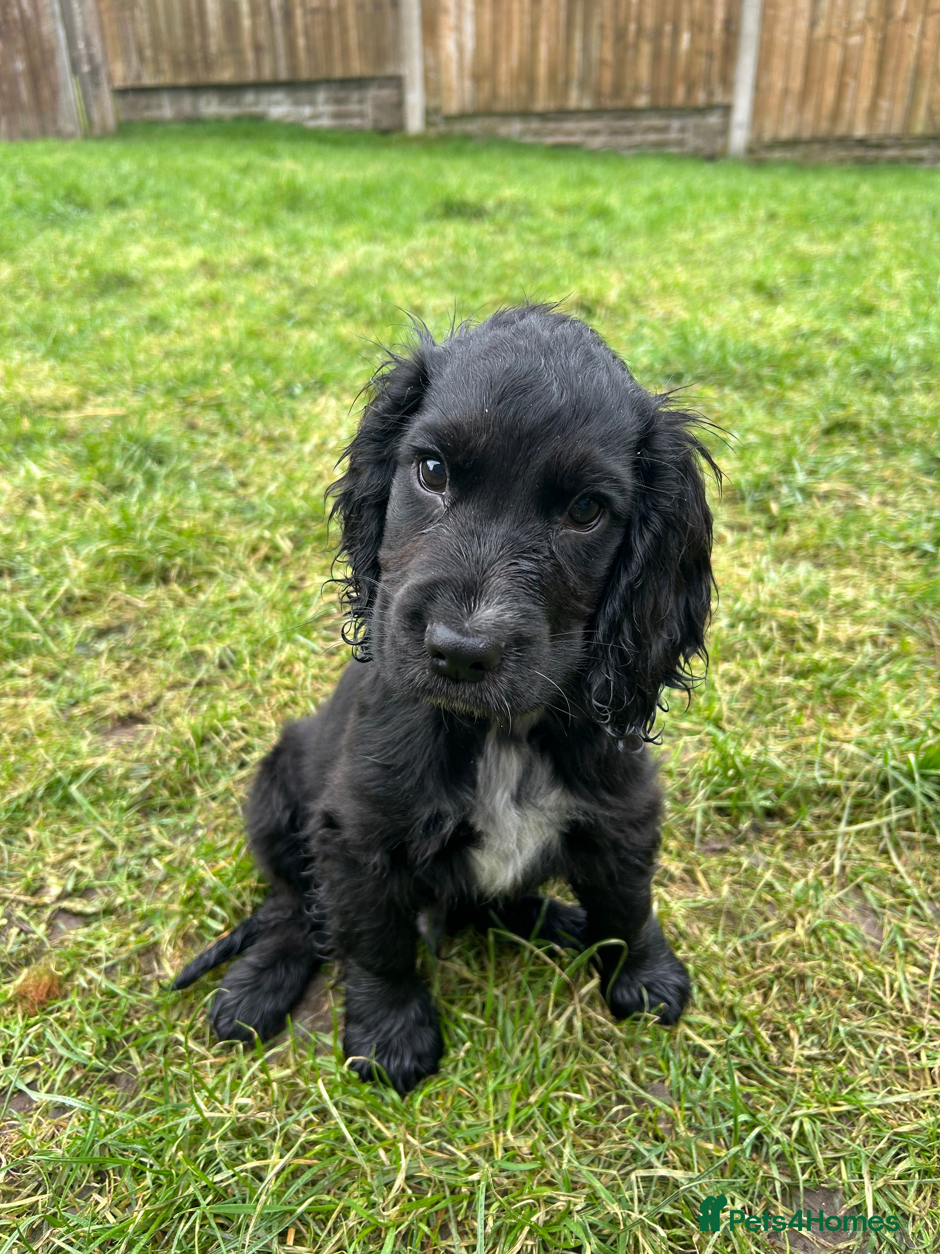 Cocker Spaniel dogs 1 boy left Show cocker spaniels - Advert 8