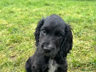 Cocker Spaniel dogs 1 boy left Show cocker spaniels - Advert 8