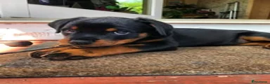Rottweiler 2