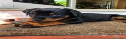 Rottweiler dogs for sale: Adorable Rottweiler Puppies for Sale in London - Advert 2