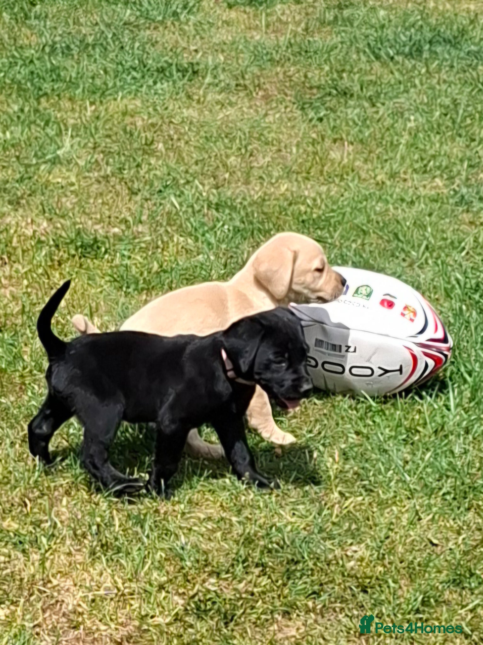 Labrador Retriever dogs Labrador Retriever Puppies - Advert 4