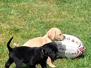 Labrador Retriever dogs Labrador Retriever Puppies - Advert 2
