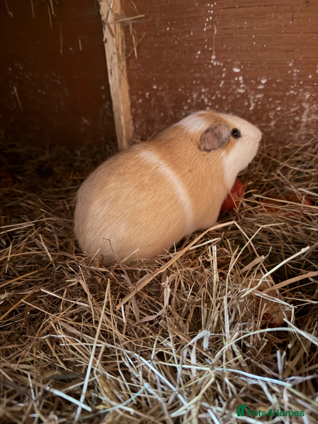 Guinea Pig rodents for sale: Male boar for sale - Advert 2