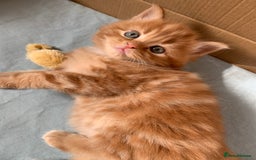 Turkish Angora cats for sale: Turkish Angora kittens - 2 left - Image 1