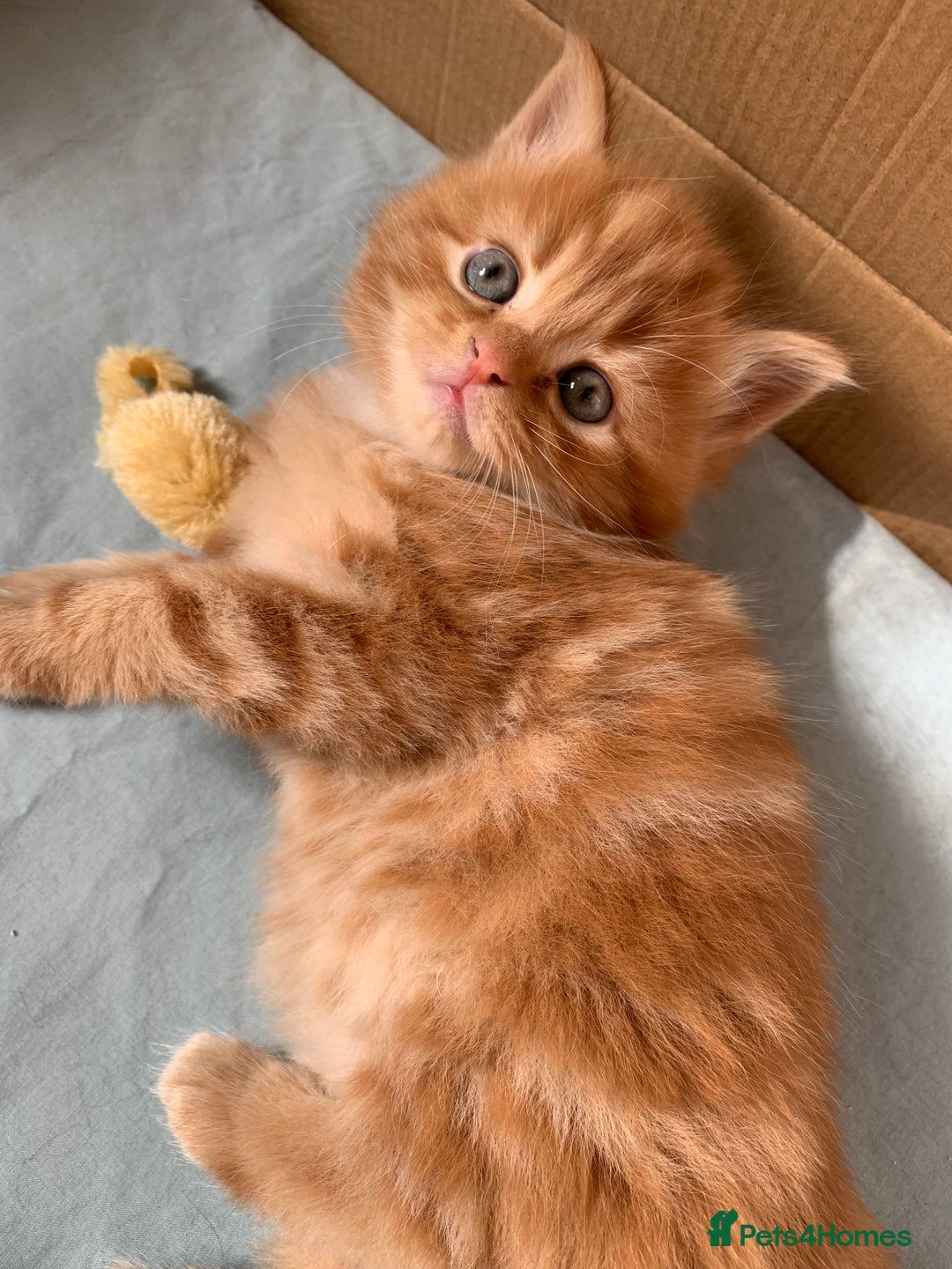 Turkish Angora cats for sale: Turkish Angora kittens - 2 left - Image 1
