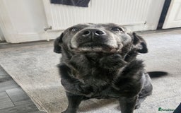 Labrador Retriever dogs for sale: 2 year old Lab for Sale - Image 1
