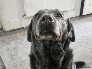 Labrador Retriever dogs - Advert 23