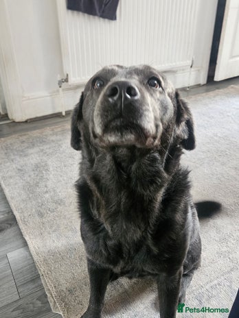 Labrador Retriever dogs - Advert 3