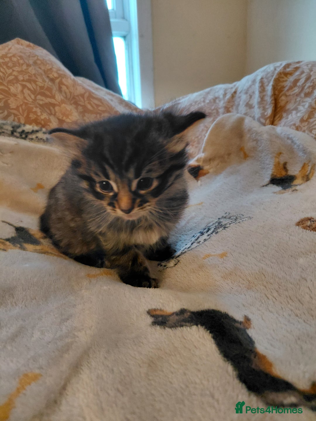 Mixed Breed cats for sale: Gorgeous fluffy kitties - Advert 2