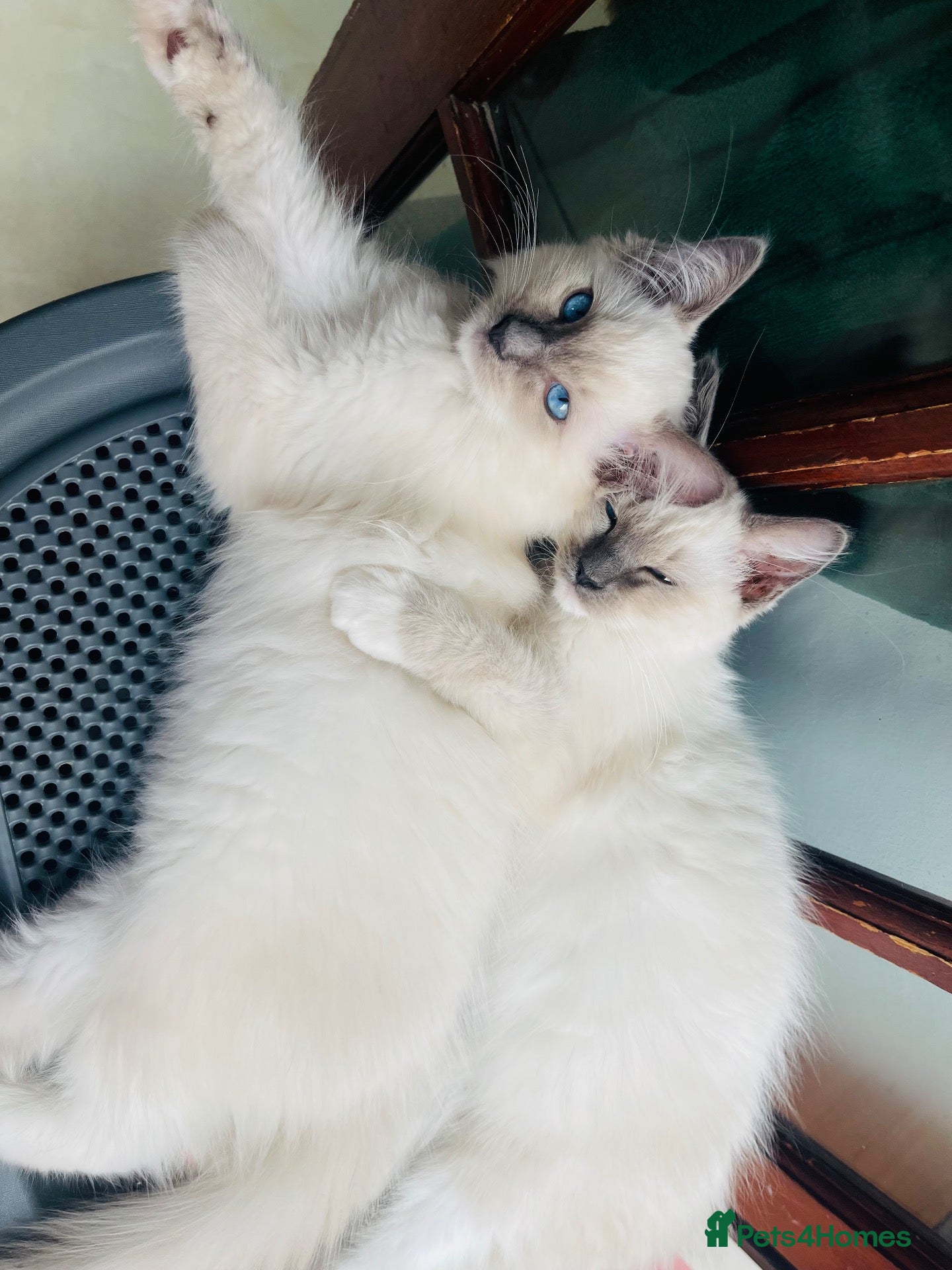 Ragdoll cats Ragdoll kittens  - Advert 1