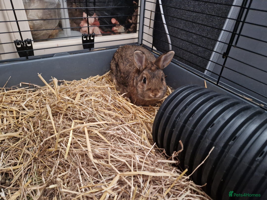 Netherland Dwarf rabbits for sale: Handsome purebred Netherland dwarf boy - Image 4