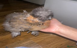 Chickens poultry for sale: USA silkie chickens for sale!  - Image 2