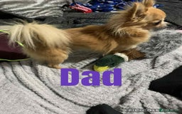 Chihuahua dogs for sale: Pure breed chihuahua pups  - Image 2