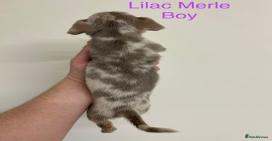 Jack Russell dogs - Advert 3