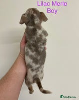 Jack Russell dogs - Advert 3