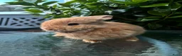 Mini Lop rabbits for sale: Mini lop, holland lop, netherland dwarf - Advert 12