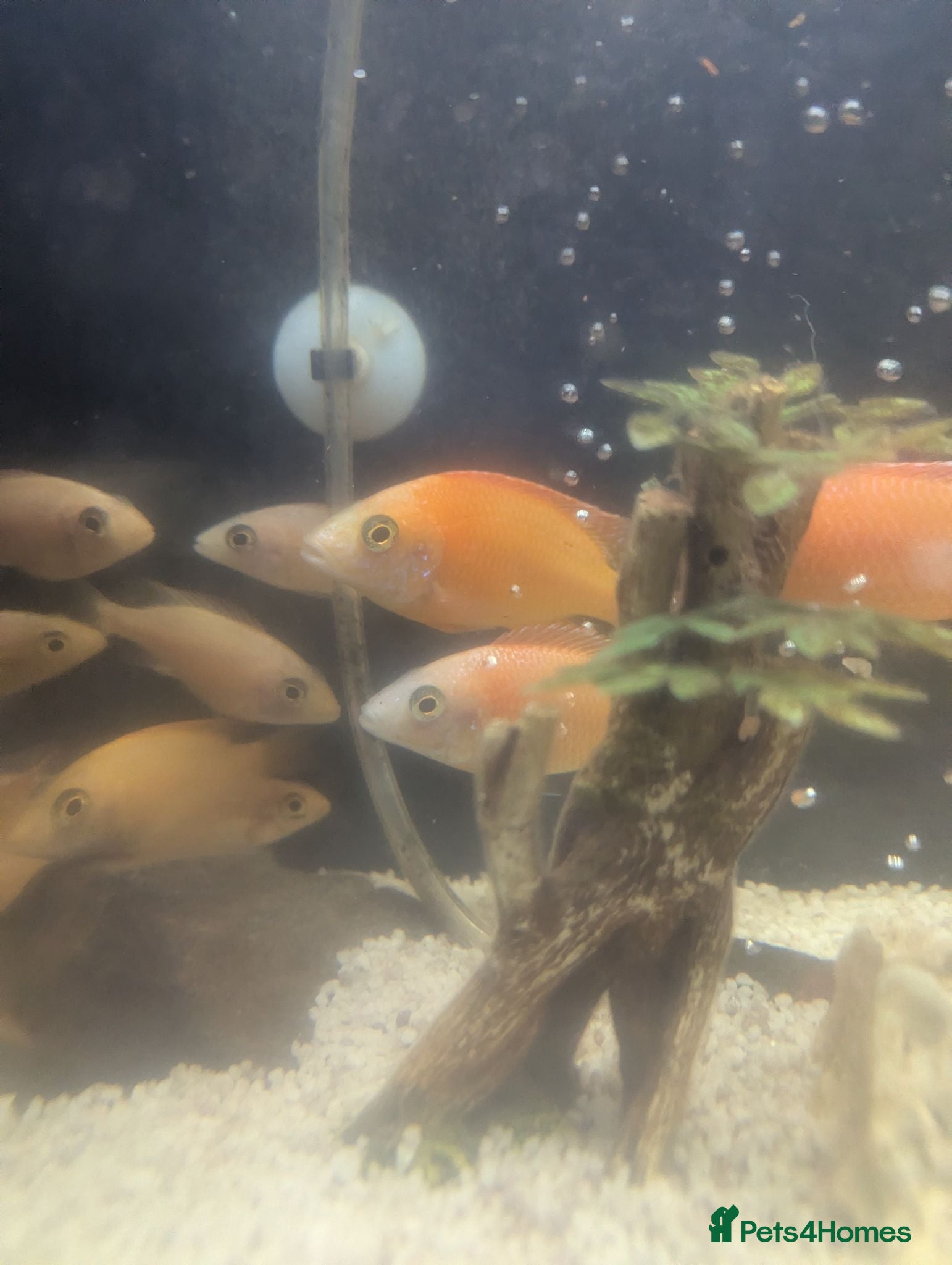 Cichlids fish African Cichlids Young for sale  - Advert 3