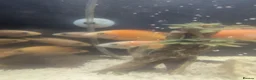 Cichlids fish for sale: African Cichlids Young for sale  in Liverpool - Advert 1