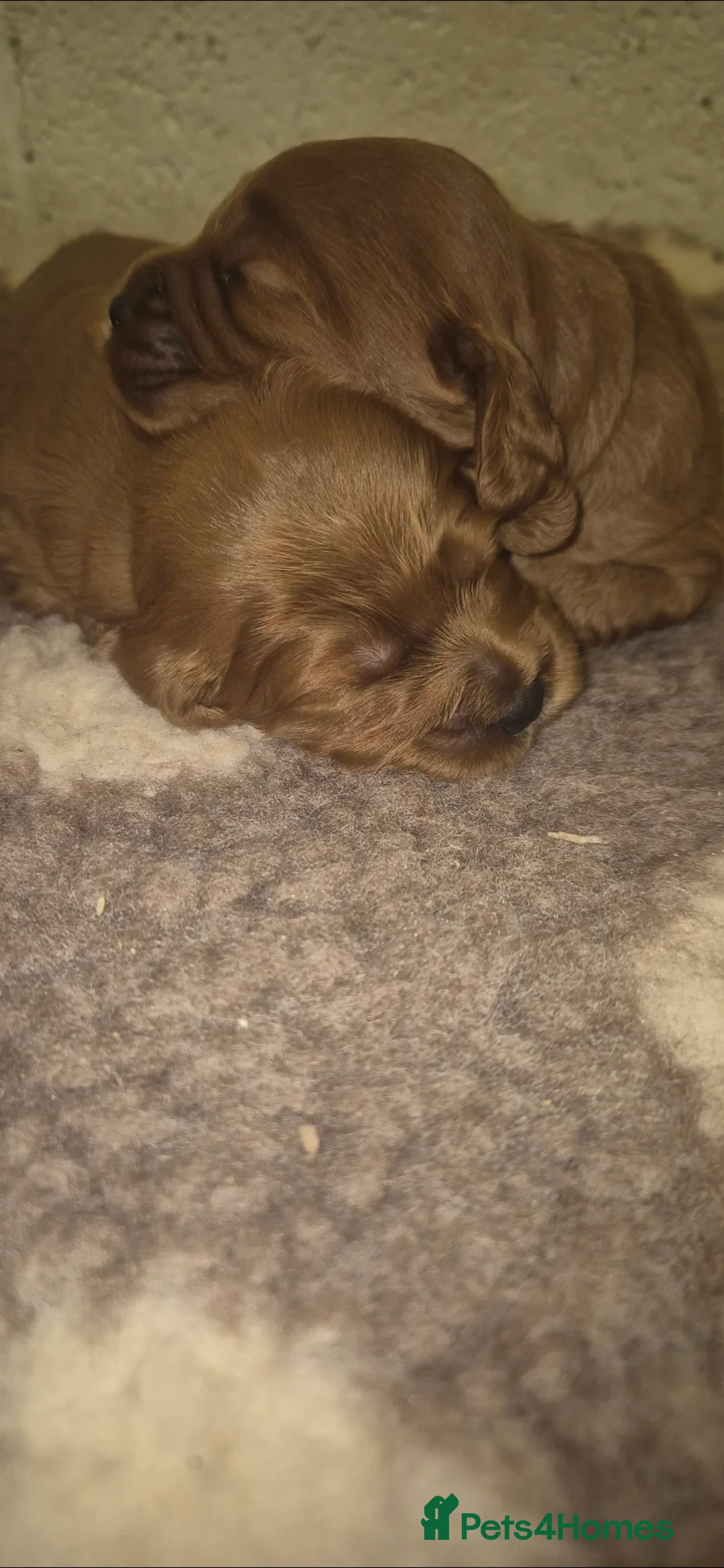 Cockapoo dogs for sale: *EXTENSIVELY HEALTH TESTED F1 SHOW COCKERPOO* - Advert 7