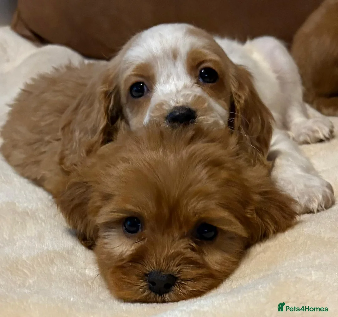 Cockalier dogs for sale: Adorable cockaliers  - Advert 12