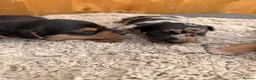 Jackshund dogs for sale: Jackshund puppys in Evesham - Advert 6