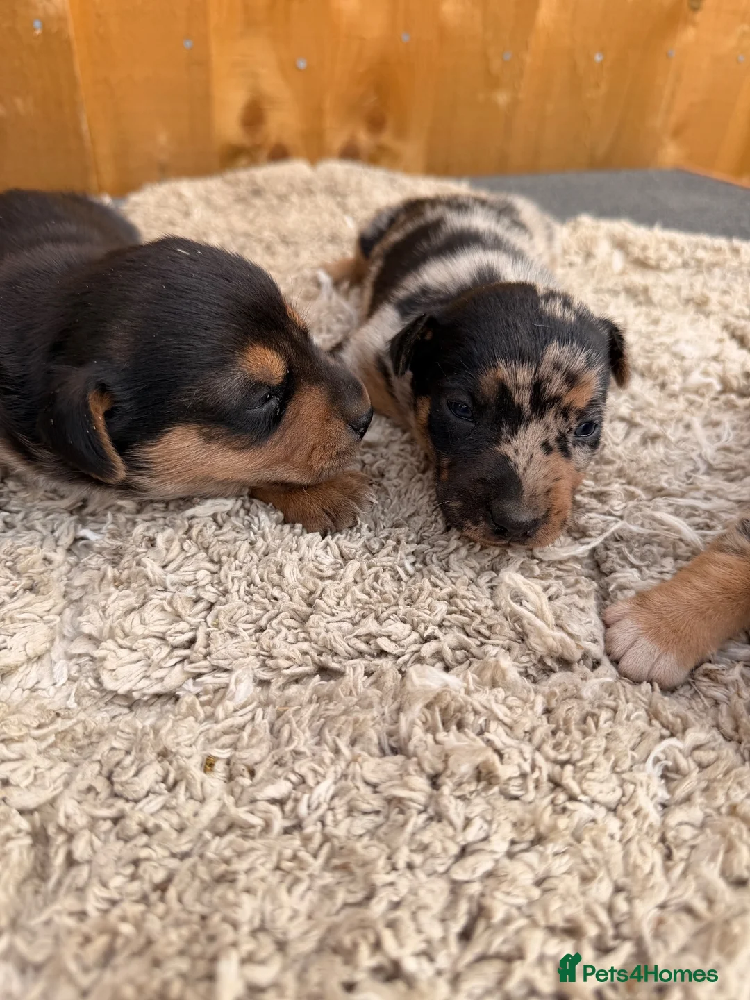 Jackshund dogs for sale: Jackshund puppys in Evesham - Advert 6