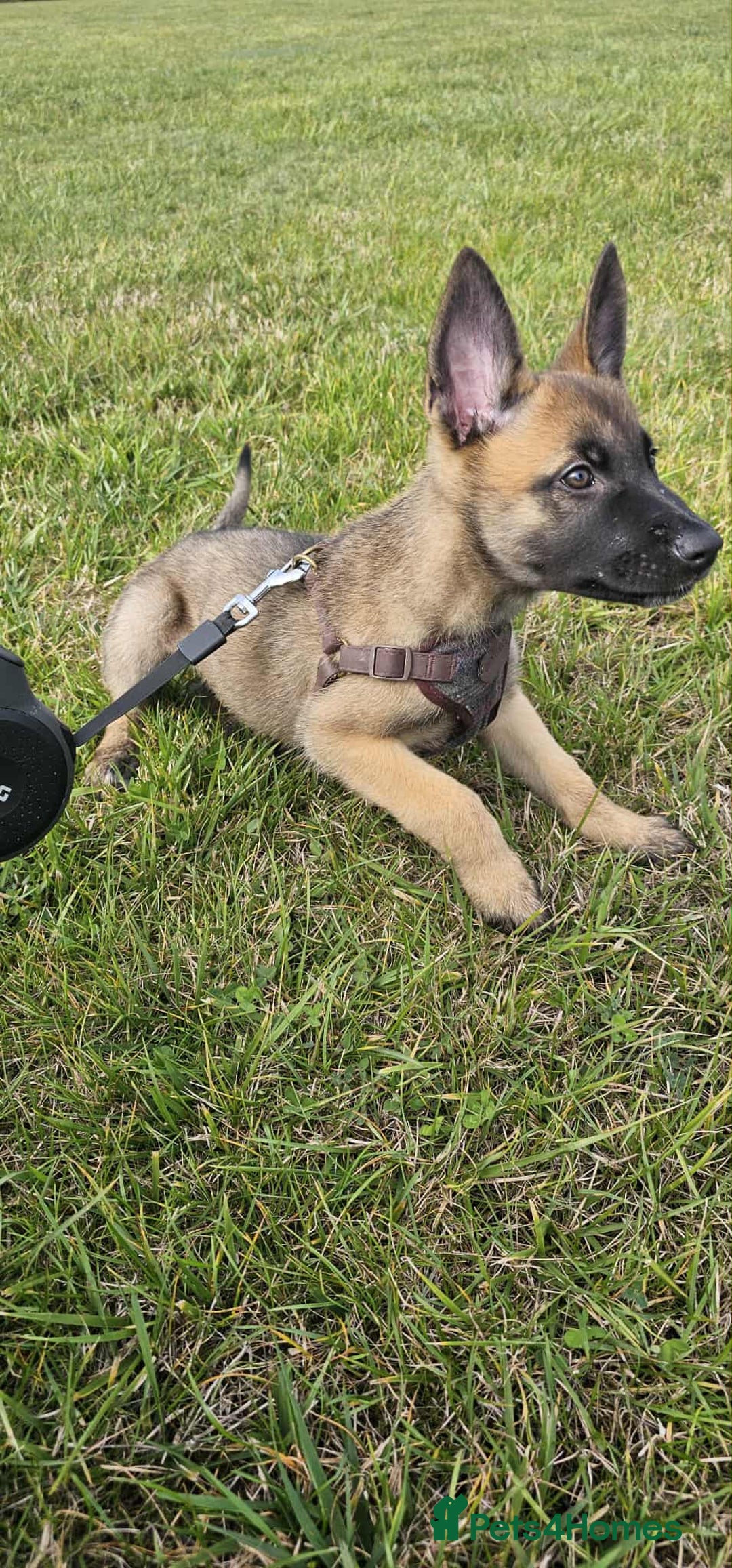 Mixed Breed dogs for sale: Male mali x GSD - Image 6