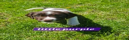 English Springer Spaniel dogs for sale: KC reg Springers, all bitch's - Advert 4