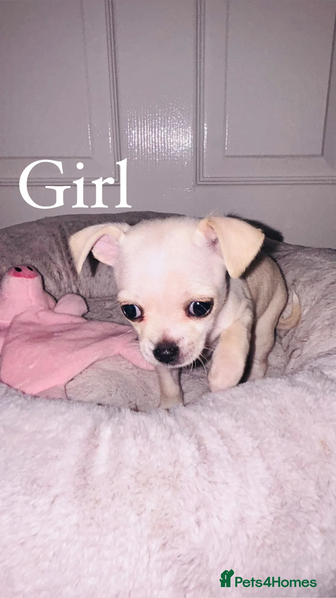 Chihuahua dogs for sale: Baby Girl Chihuahua  - Advert 1