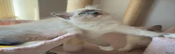 Ragdoll cats for sale: Purebred Ragdolls Ready To Leave  in Bradford - Advert 14
